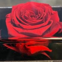 Single Red Preserved Rose · Natural Roses that last 3 years, carefully preserved and artfully arranged in a luxury box.
...