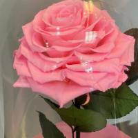 Beauty And The Beast Light Pink · Beauty and the Beast Light Pink Preserved Rose. 
Roses that last a year.