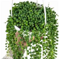 String Of Pearls Plants Succulents · 6