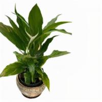 Peace Lily · 18 Inches Height