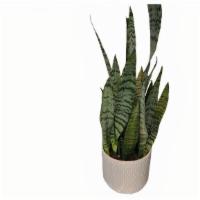 Snake Plant · 20 Inches