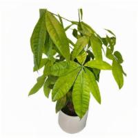 Money Tree Plant · 20 Inches Height
