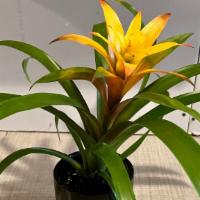 Easter Bromeliad Small · Easy caring bromeliad potted.