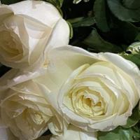 Half Dozen White Roses Wrapped · Half dozen white roses in a bouquet. you can never go wrong with the classic half dozen rose...