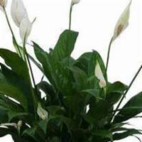 Peace Lily Plant In White Ceramic Container · A ceramic container filled with a beautiful peace lily plant.