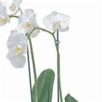 White Elegance Orchid · Elegant white orchid plant in this designer container are a beauty!