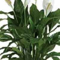 Simply Elegant Spathiphyllum / Large · When you want to make a big impression, sending a beautiful spathiphyllum that reaches almos...