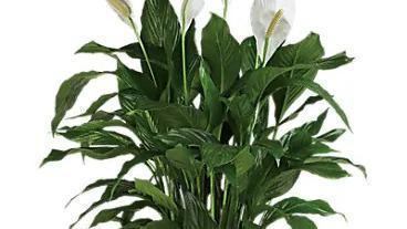 Simply Elegant Spathiphyllum / Large · When you want to make a big impression, sending a beautiful spathiphyllum that reaches almost 40