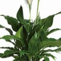 Simply Elegant Spathiphyllum / Small · Also known as the peace lily, this dark leafy plant with its delicate white blossoms makes a...