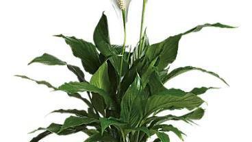 Simply Elegant Spathiphyllum / Small · Also known as the peace lily, this dark leafy plant with its delicate white blossoms makes a simply elegant gift. Nestled in an 6