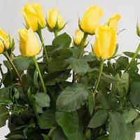 Yellow Roses · Classic beauty - long stem yellow roses arranged with greenery.