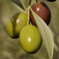 Koroneiki Extra Virgin Olive Oil · Known for its fruitiness and stability remininiscentof this olive trees wood, the greenessof...