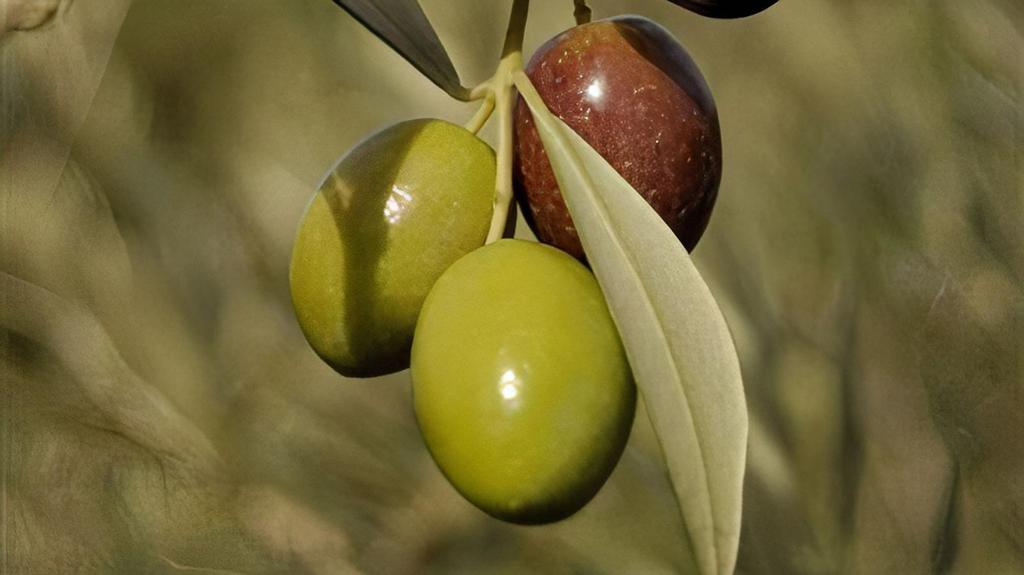 Koroneiki Extra Virgin Olive Oil · Known for its fruitiness and stability remininiscentof this olive trees wood, the greenessof it’s leaves, with soft herbal notes. This varietal’s characteristic for a soft ending and touch of sweetness.
