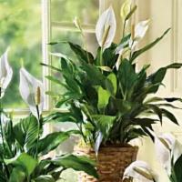 Simply Elegant Spathiphyllum - Small · Standard. Also known as the peace lily, this dark leafy plant with its delicate white blosso...