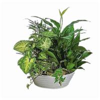Medium Dish Garden · This low container filled with living plants will also carry comfort and compassion for many...