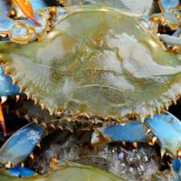 Maryland Blue Crab 马里兰蓝蟹 · 
