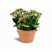 Kalanchoe Plant · This flowering beauty is a great gift for any occasion! It will bring a burst of fun color t...