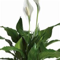 Simply Elegant Spathiphyllum - Small · Also known as the peace lily, this dark leafy plant with its delicate white blossoms makes a...