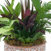 Ceramic Dish Garden · A variety of green plants in a ceramic container.

Orientation : not-applicable