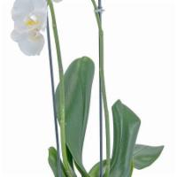 White Elegance Orchid · Elegant white orchid plant in this designer container are a beauty!