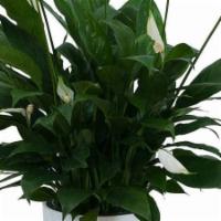 Peace Lily Plant In White Ceramic Container · A ceramic container filled with a beautiful peace lily plant.

Orientation : not-applicable