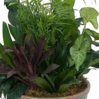 Medium Dish Garden · A variety of green plants in a ceramic container.