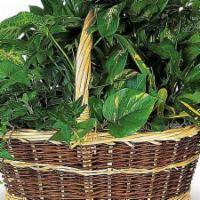 Large Basket Garden · This impressive garden of indoor plants will be a warm welcome to any home or office. And yo...