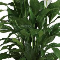 Simply Elegant Spathiphyllum - Large · When you want to make a big impression, sending a beautiful Spathiphyllum that reaches almos...