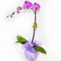 Purple Orchid · 