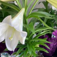 Easter Lily · Single stem with at least 4 blooms, in a 6