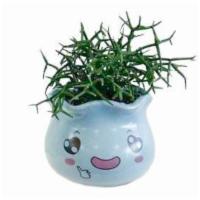 Rhipsails In Pot · As shown. Rhipsalis is a genus of epiphytic flowering plants in the cactus family, typically...