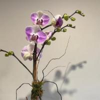 Elegant Orchid · Elegant and mysterious, the purple phalaenopsis orchid is a legendary flower revered for its...