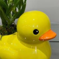 Plant In A Duck  · 