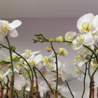 White Orchid  · White Doudle orchid