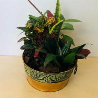 Assorted Plants  · A mixed of different types of plants in a metallic vase.