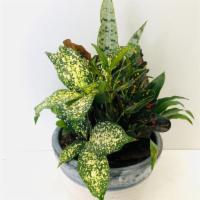 Mixed Plants Gift · Many different types of plants in a ceramic vase.Perfect option for plant lovers.