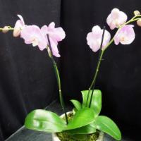 Double Spike Orchid · 2 stems of orchids with a nice pot and moss covering roots.