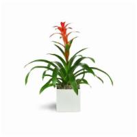 Zen Bromeliad · Topped with rich red leaves, the bromeliad is an ideal gift for home or office. it's easy-ca...