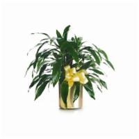 Dracaena Plant · This lovely, lush green plant is a perfect gift for home or office. Thriving even in low-lig...