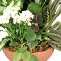 Blooming Dish Garden Green & Blooming Plants · Bring a piece of the outdoors to any home or office with this glorious garden mix! Featuring...