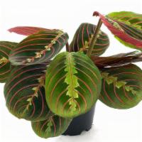 Prayer Plant · These plants prefer bright indirect or filtered light. Mist leaves and water approximately o...