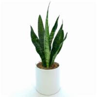 Snake Plant · The snake plant is a very hardy plant that likes indirect light and requires less water than...