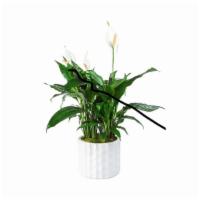 Modern Spathiphyllum Plant By Bloomnation · A tall reaching spathiphyllum plant, also known as a peace lily, set in a modern planter. Pe...