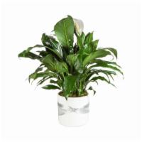 Spathiphyllum Plant By Bloomnation™ · Send your condolences with this spathiphyllum plant. Approximate dimensions: 36