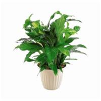 Tf191-2 Spathiphyllum Plant · One spathiphyllum plant arrives in a decorative pot. Approximately 21