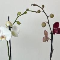 Exquisite 5'' Orchid With Luxury Vase · Directly from the Farm! We are wholesalers. It’s impossible to ignore an orchid. For those w...