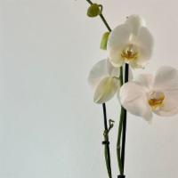 Phalaenopsis 5'' Long Lasting Blooms · The freshness Orchid. 5” phalaenopsis.Comes with a luxury elegant base and flower care. Text...