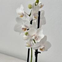 Espresso Orchid  · Whimsical 2” Espresso Orchid proves that amazing things come in the tiniest packages. This P...