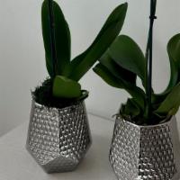  5'' Orchid Bigger Luxury Base · The freshness  5” Phalaenopsis orchid comes with  exclusive  base. Choose from Silver or Gol...
