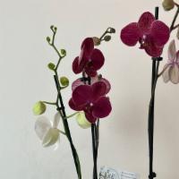 Our Orchids Arrangement  · For customers who want a little something extra, leave it to us! We are certificated florist...
